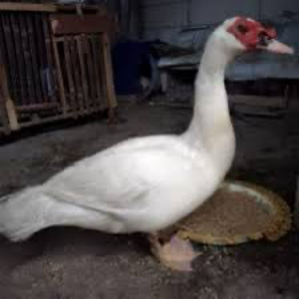 

TELUR FERTIL MENTOK JUMBO UNTUK DITETASKAN