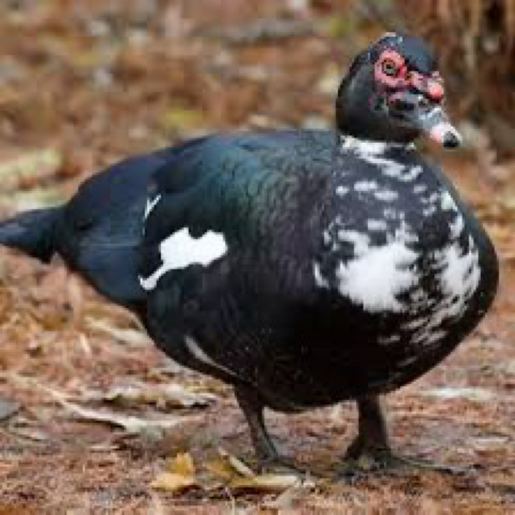 

TELUR FERTIL MENTOK DRAGON UNTUK DITETASKAN