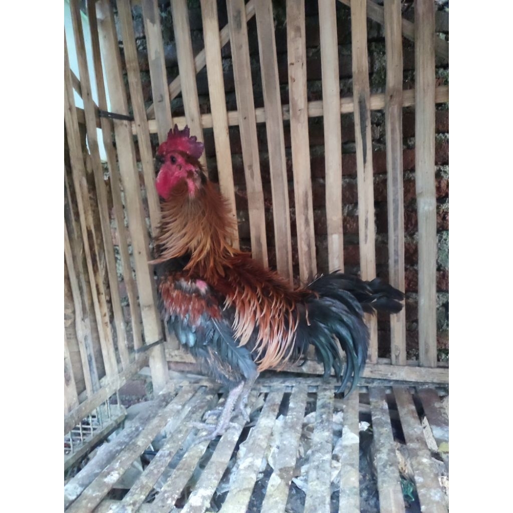 ayam kampung jago keriting