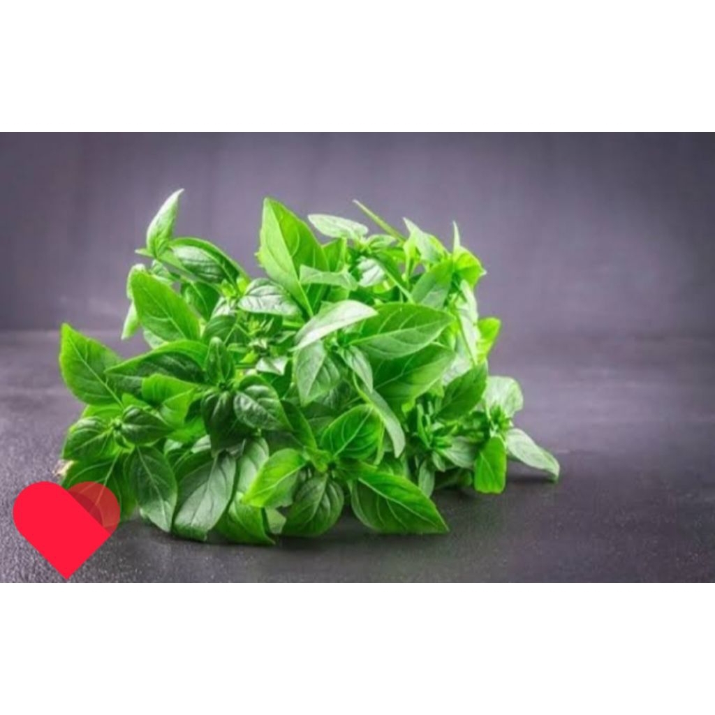 

daun kemangi segar/ikat