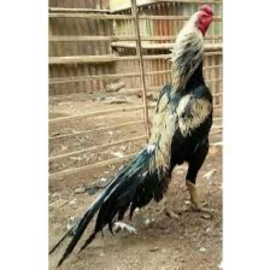 

TELUR FERTIL AYAM MAGON SPEED UNTUK DITETASKAN