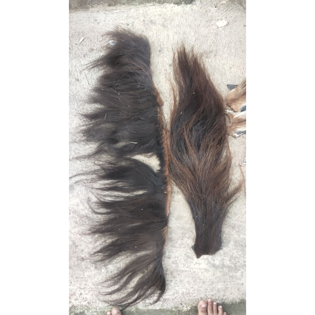 rambut kuda sepsng ekor suri