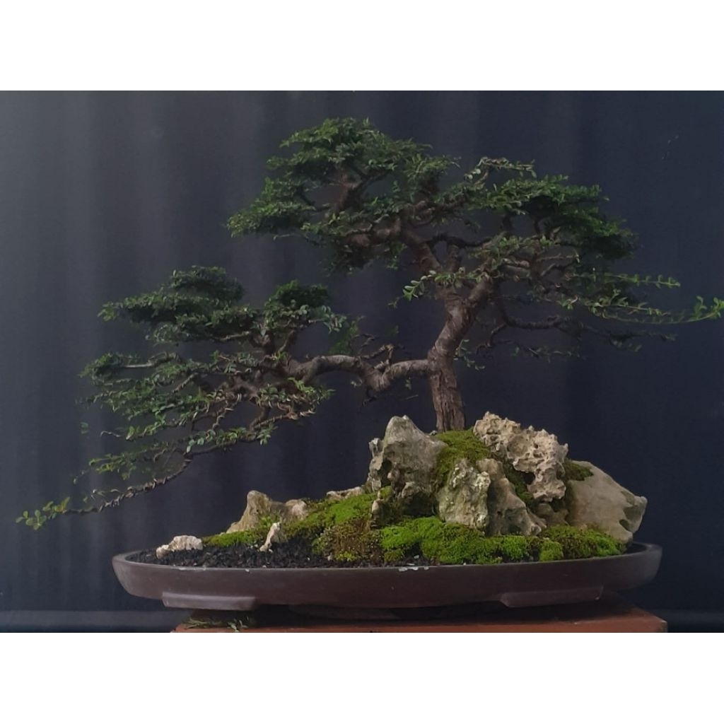 bibit ulmus super micro original dari akar / cangkok kecil