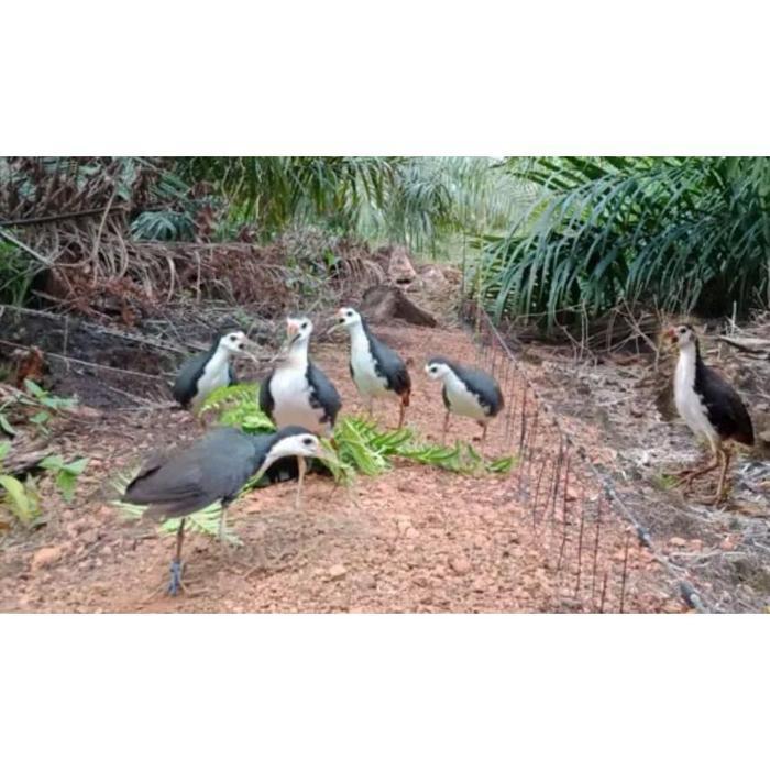 BONUS KRINCING RACIK RUAK RUAK JERAT BUAT BURUNG JEBAKAN BURUNG KAREO RACIK RUAK JERAT RUAK TAHAN PU