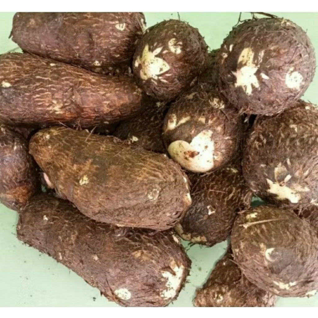 

UMBI TALAS,TALAS MBOTE 1 KG,EMPUK PULEN