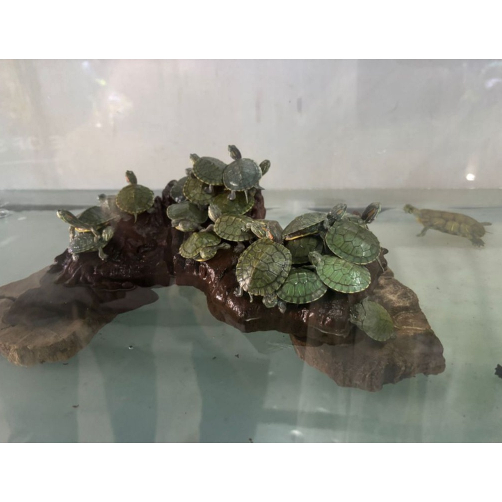 Grosiran HIASAN AQUARIUM  MAINAN ANAKANAK KURAKURA BRAZIL