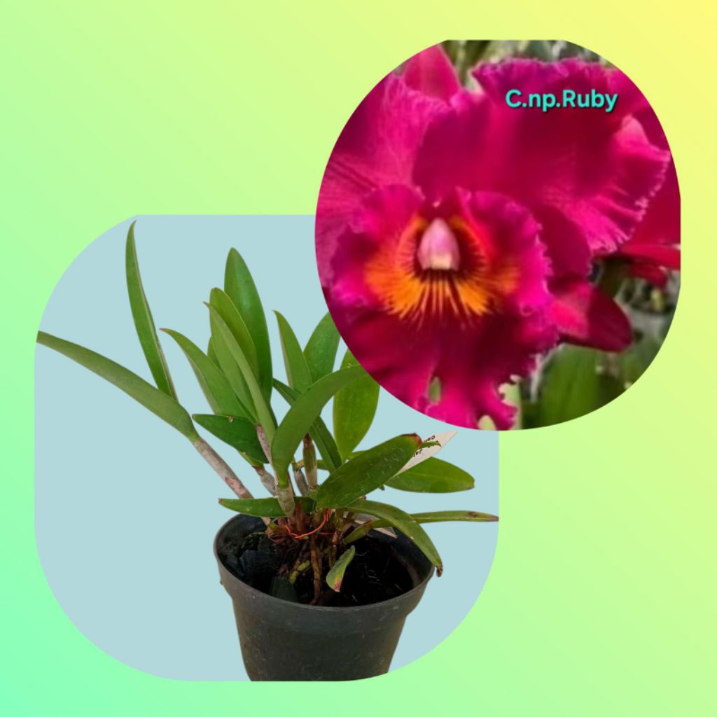 Anggrek Cattleya dewasa