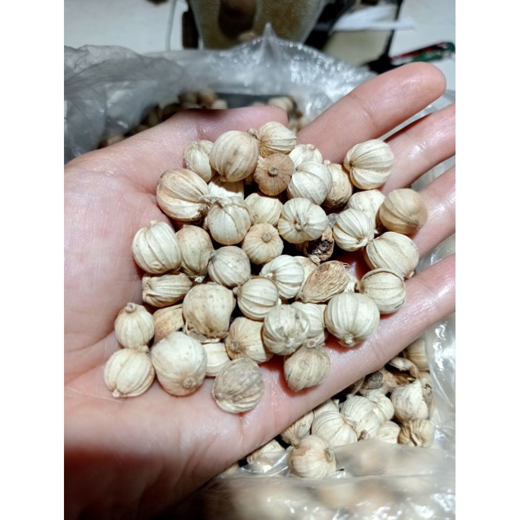 

kapolaga jawa putih berkualitas 1kg bumbu rempah