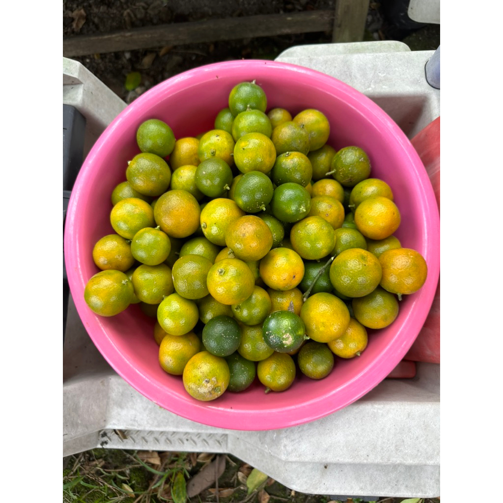 

Jeruk Kasturi Kecut, Seger, Wangi