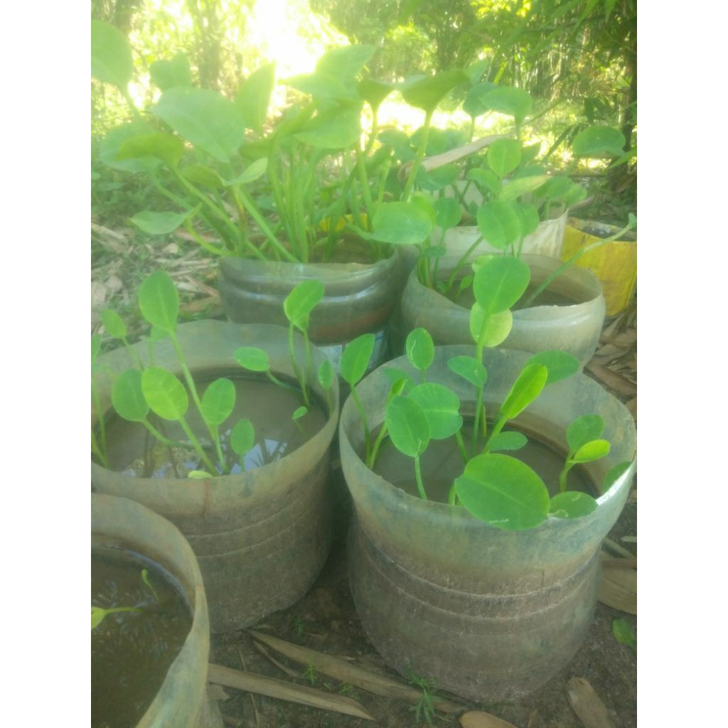 

sayur genjer segar daun dan kembang