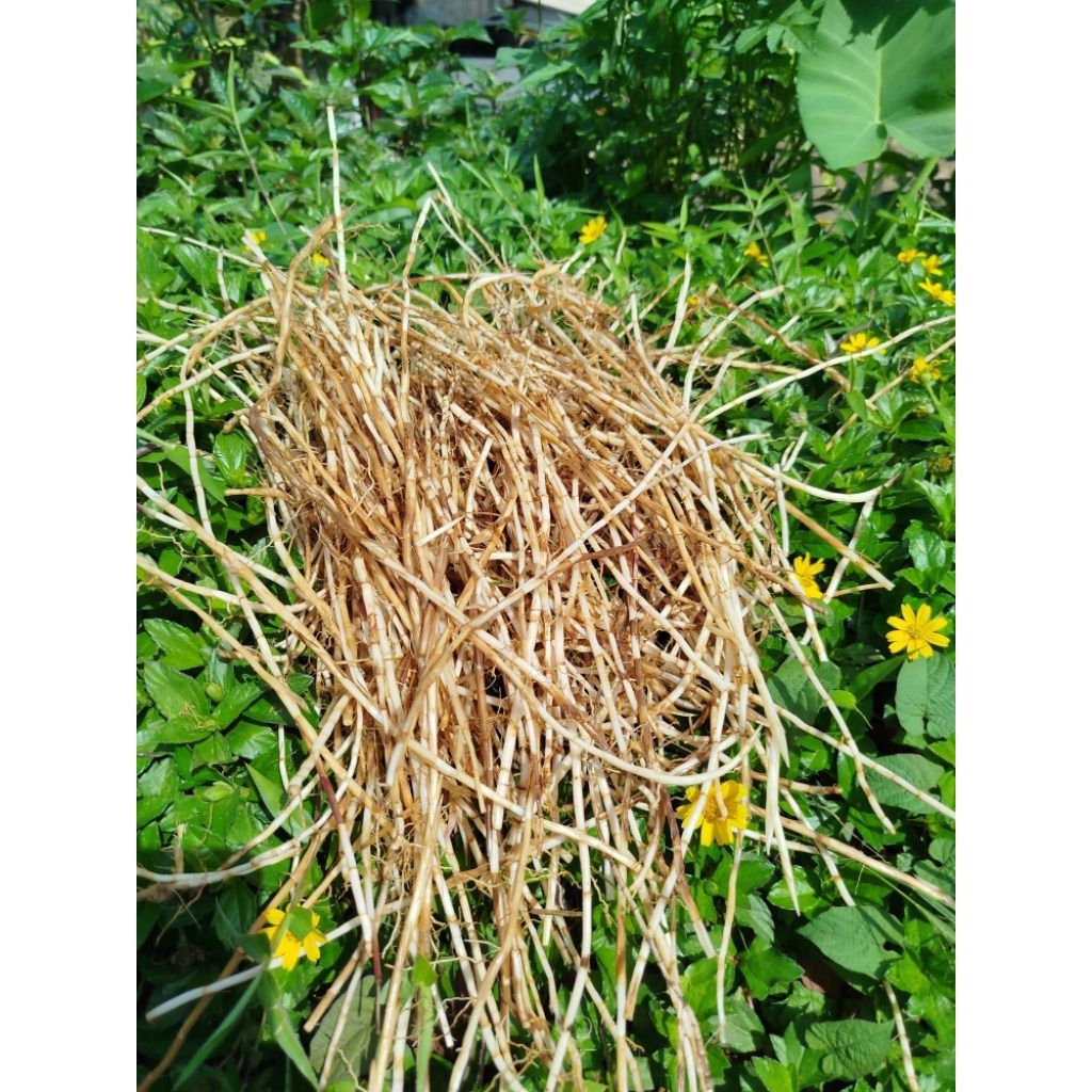 

akar alang alang atau erih 250 gram