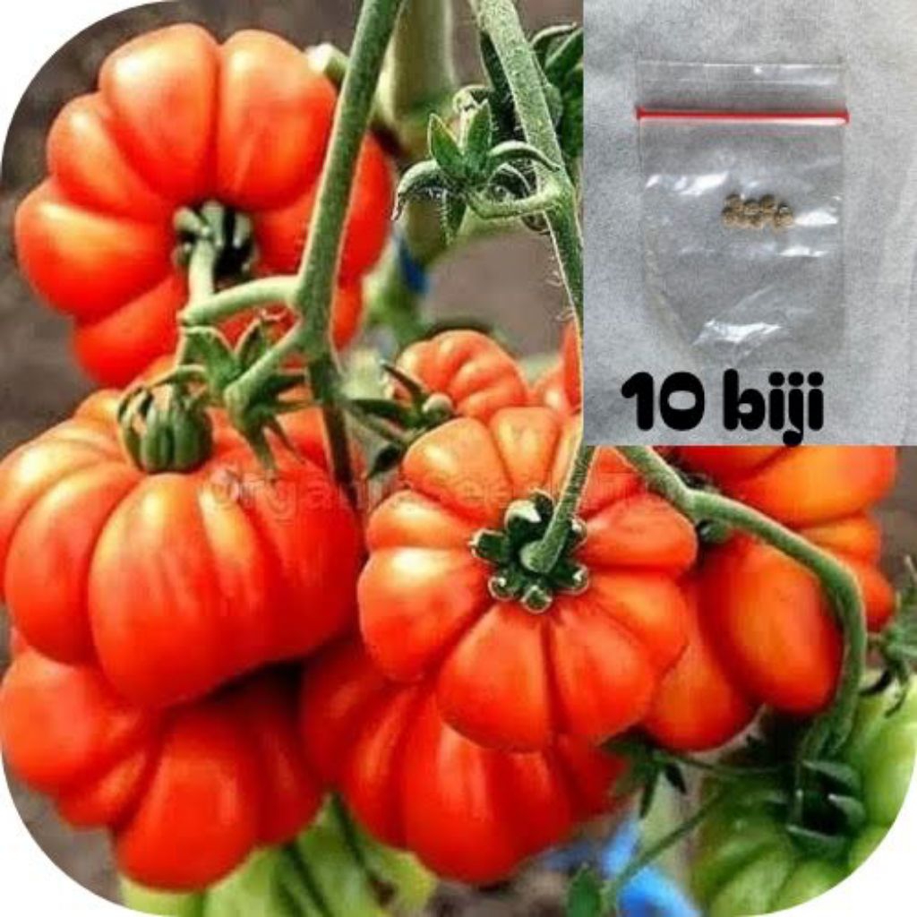 

ready biji tomat mawar berkualitas isi 10