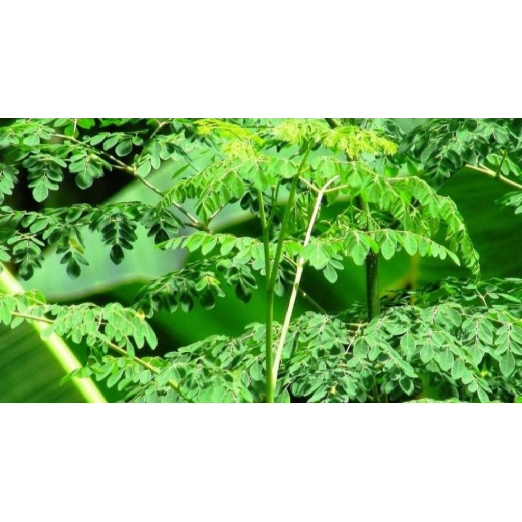 

Daun Kelor Segar Herbal Superfood