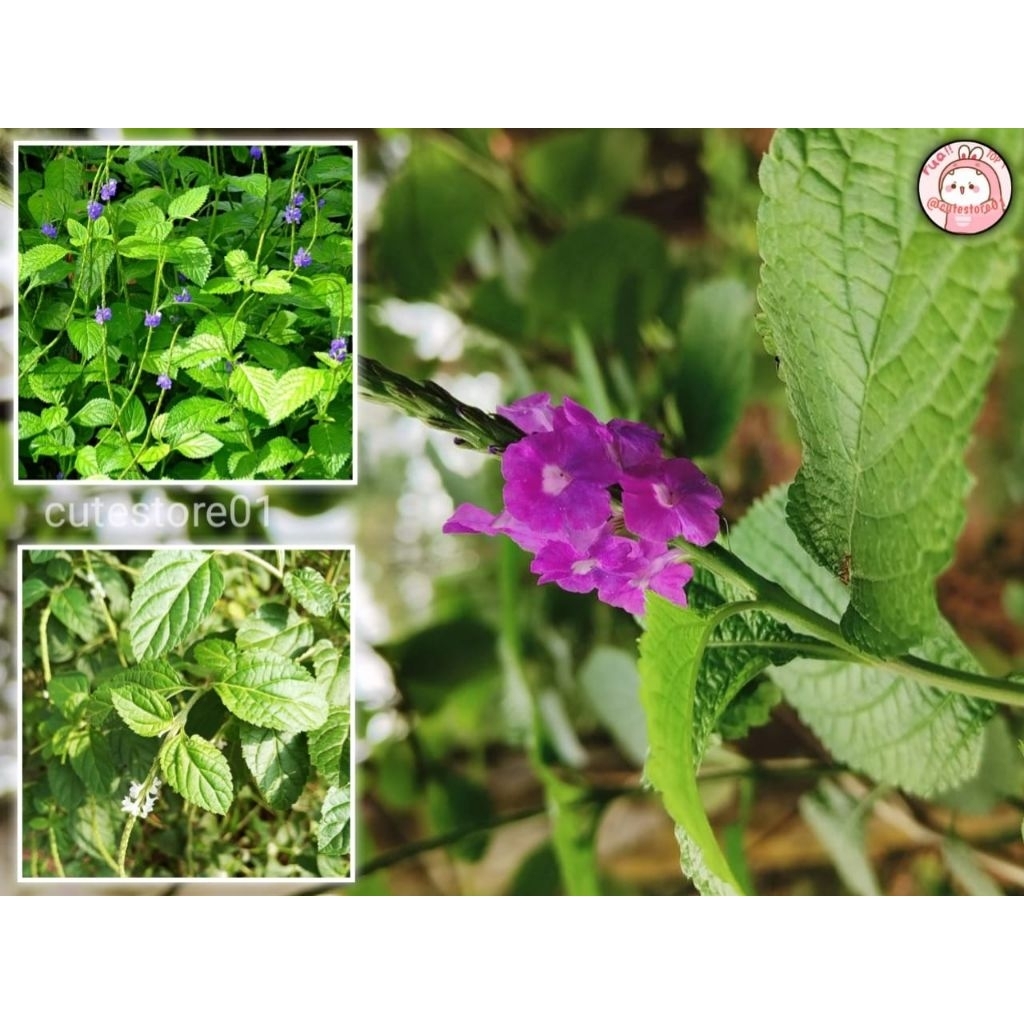 

Daun Jarong Atau Pecut Kuda 250gram Baru Petik