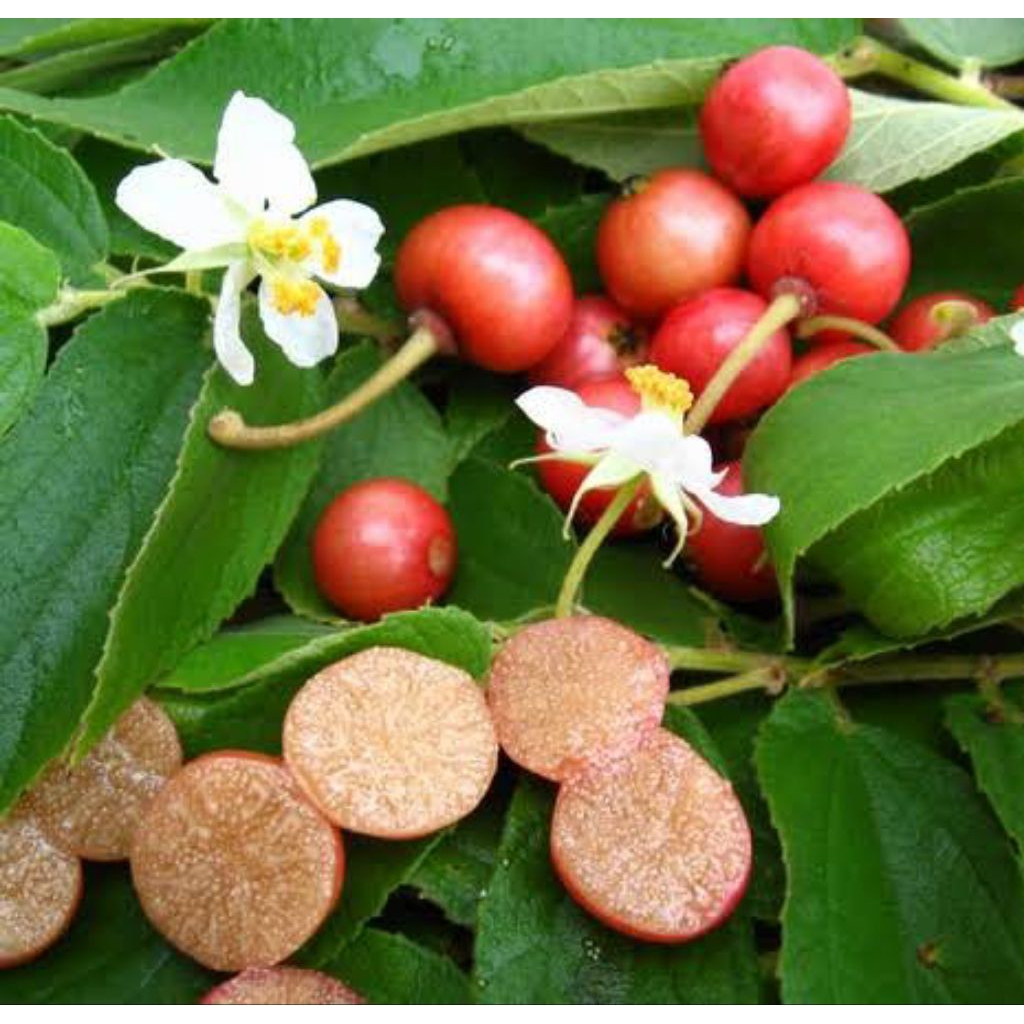 

buah kersen - ceri seri - buah keresem fresh per 250 gr