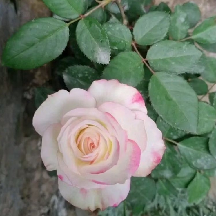 Pohon mawar putih / Tanaman bunga mawar putih asli