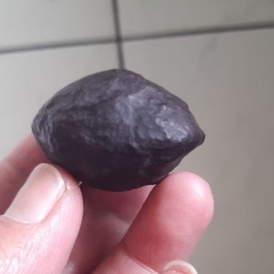 Kemiri Adu Muncang Adu Anak 4G Matang