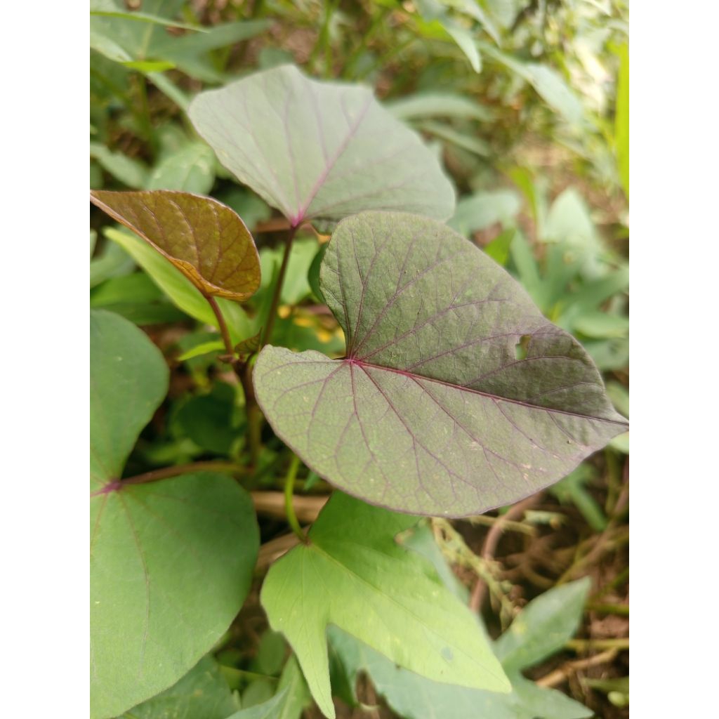 

bibit ubi cilembu per 500gram