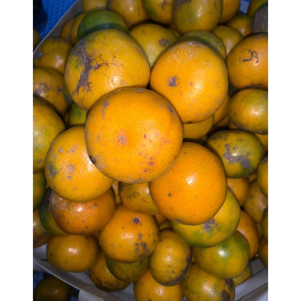 

Jeruk Medan Berastagi Manis Seger 500gram