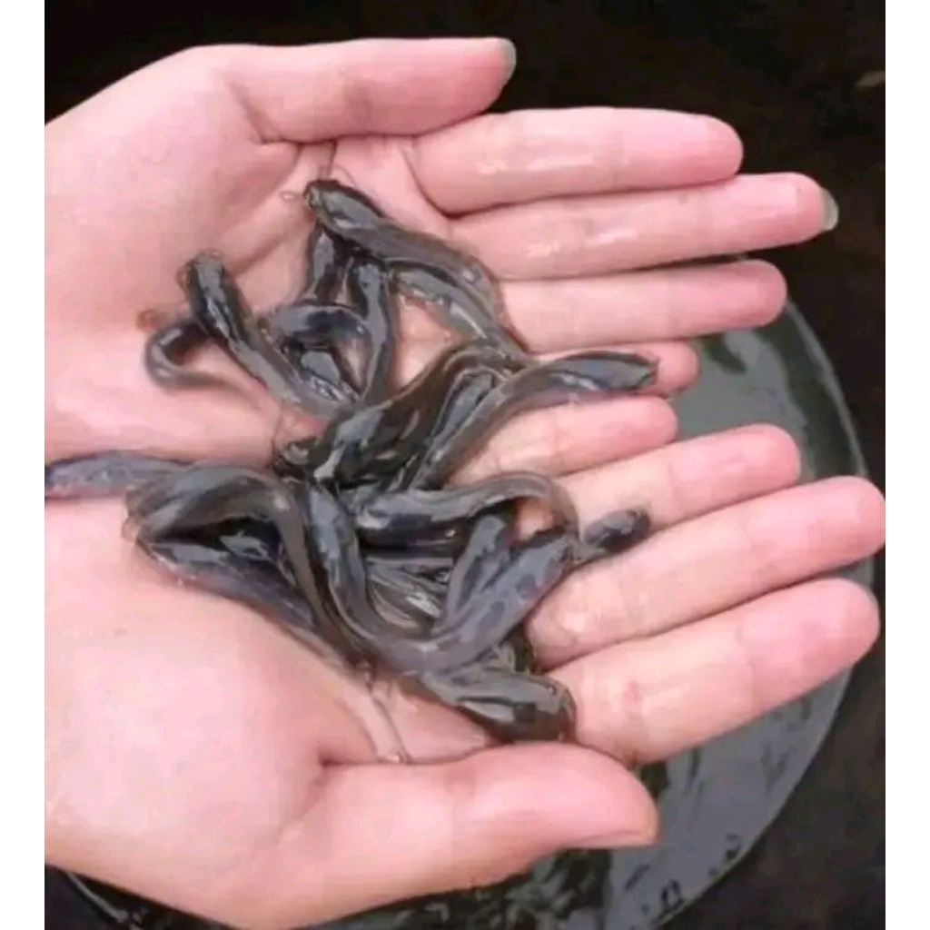 Bibit ikan lele ukuran 6-7cm paketan isi 100