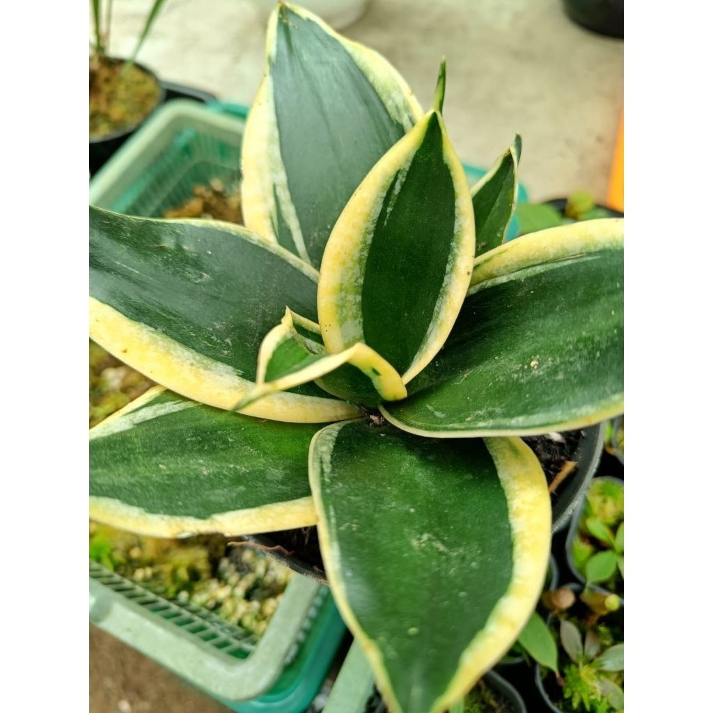 PROMO Sansivera Pagoda / Lidah Mertua