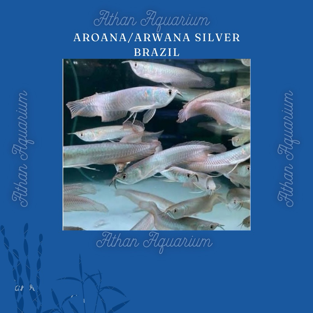 Arwana/aroana/aruana Silver Brazil size kecil&medium/sedang ukuran 10-20cm