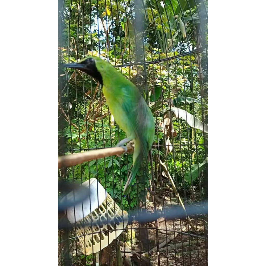 cucak ijo gacor nopeng, cucak ijo gacor trotol