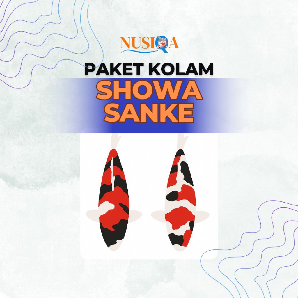 BIBIT IKAN KOI SHOWA SANSHOKU SIZE 13-16cm