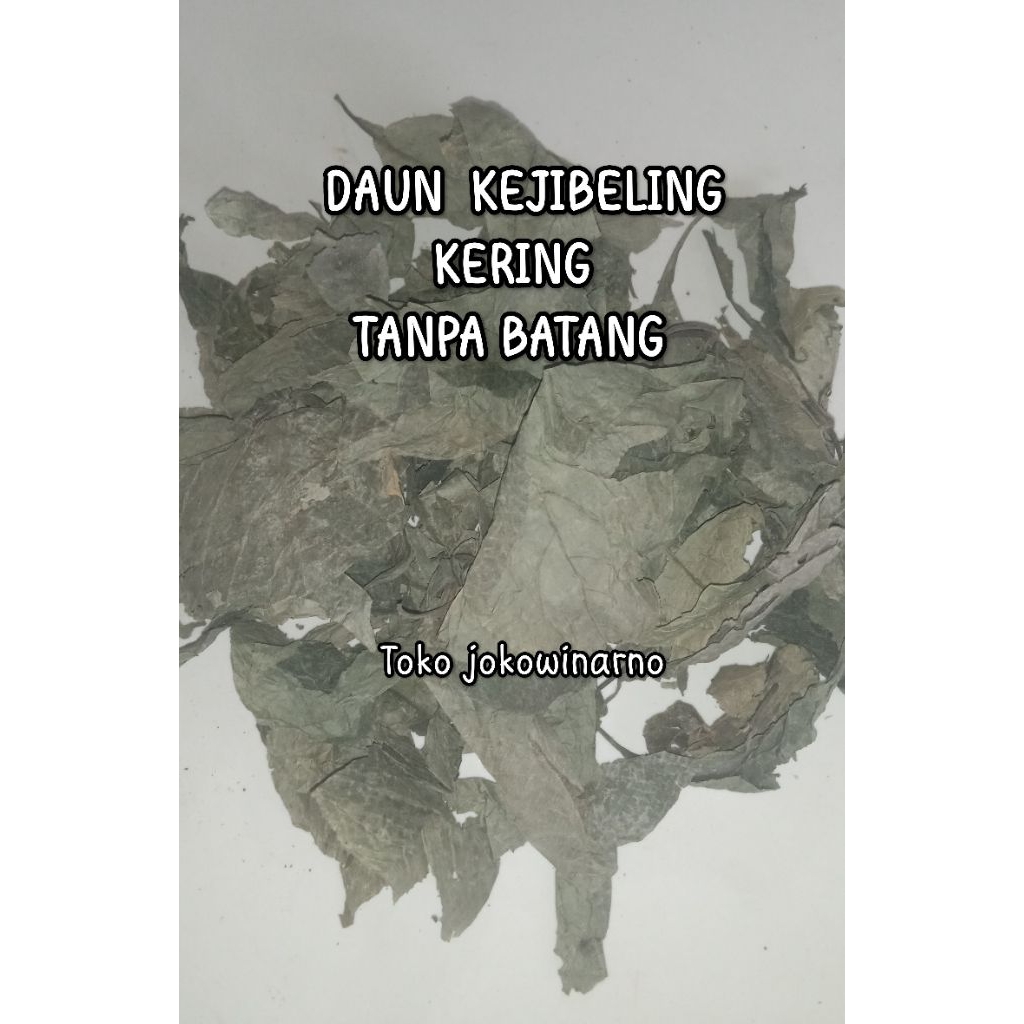

DAUN KEJIBELING KERING 100 Gram (Penghancur batu)