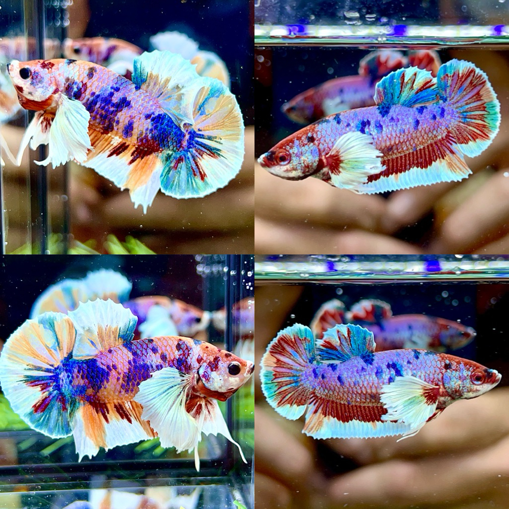 Sepasang cupang dumbo ear multicolor plakat siap induk