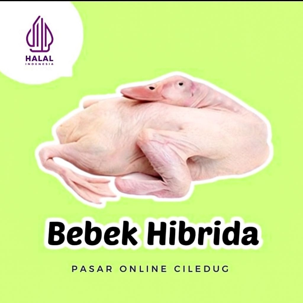 Bebek Hibrida Frozen 1.3 Kg