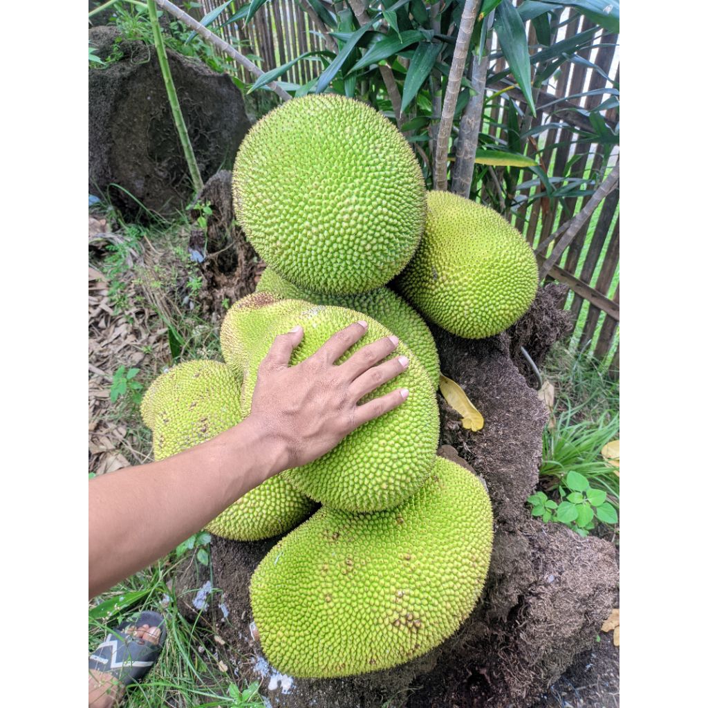 

nangka