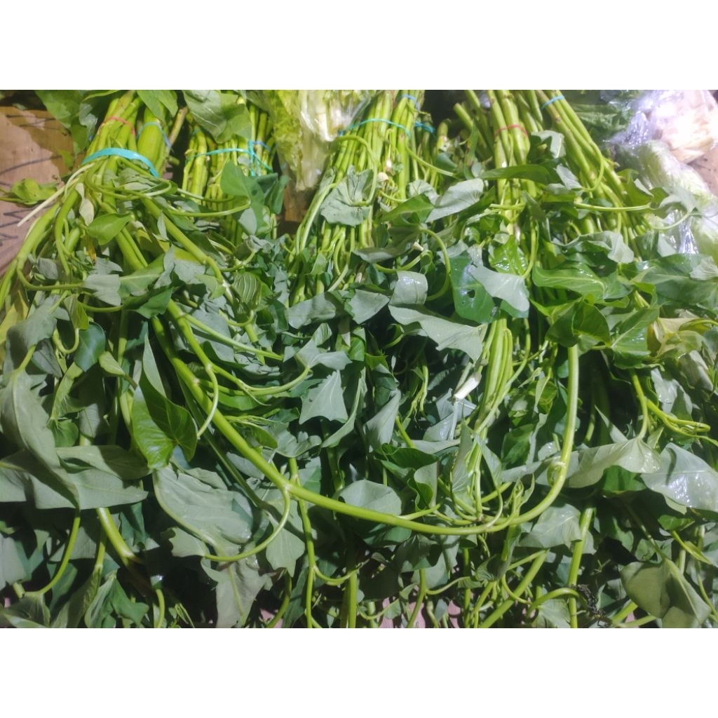 

INSTAN kangkung biasa kangkung potong kangkung air murah