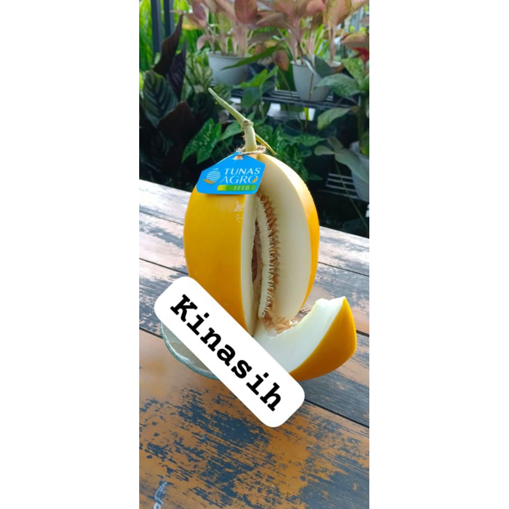 

bibit melon kinasih f1