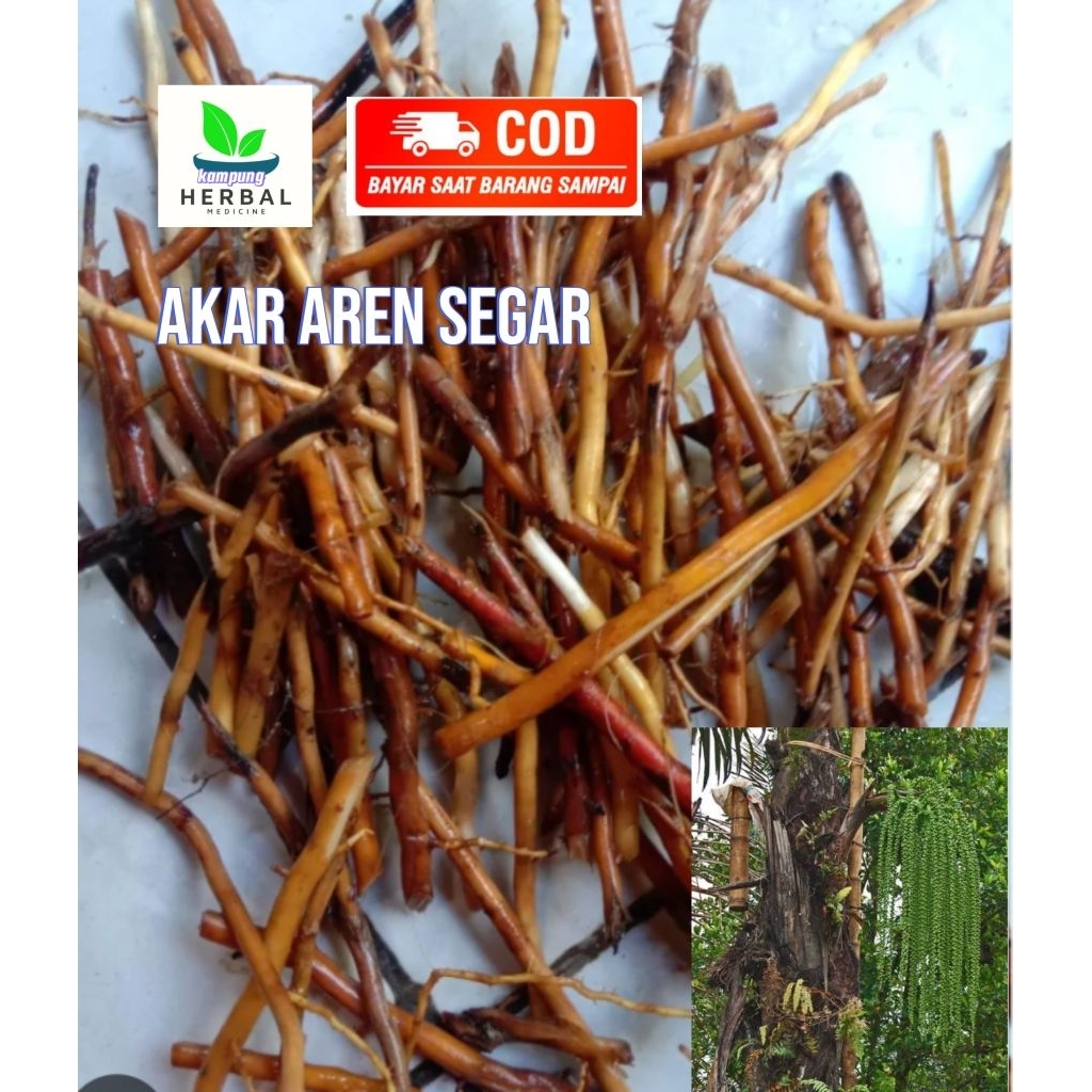 

akar aren asli akar Kawung 500gram