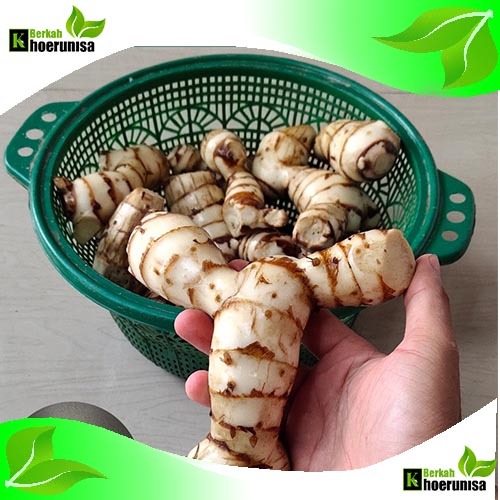 

Umbi Ganyong Ganyol Segar 1 kg masih segar