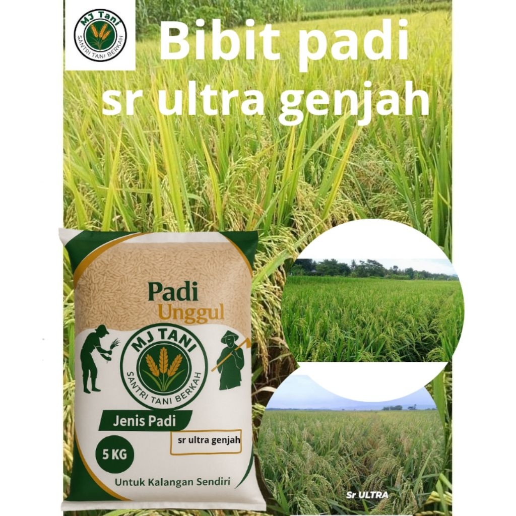 bibit padi unggul sr ultra GENJAH 5kg
