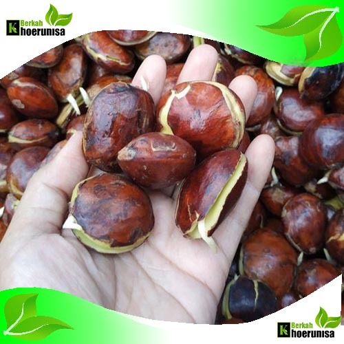 

Buah Jengkol Super Segar 1 kg Sudah dikupas masih segar