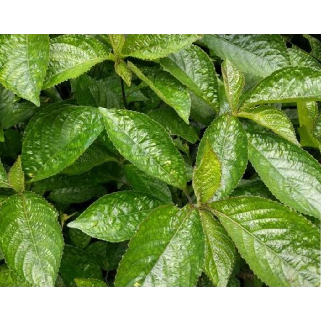 

Daun Keji Beling Segar Organik 1 Kg