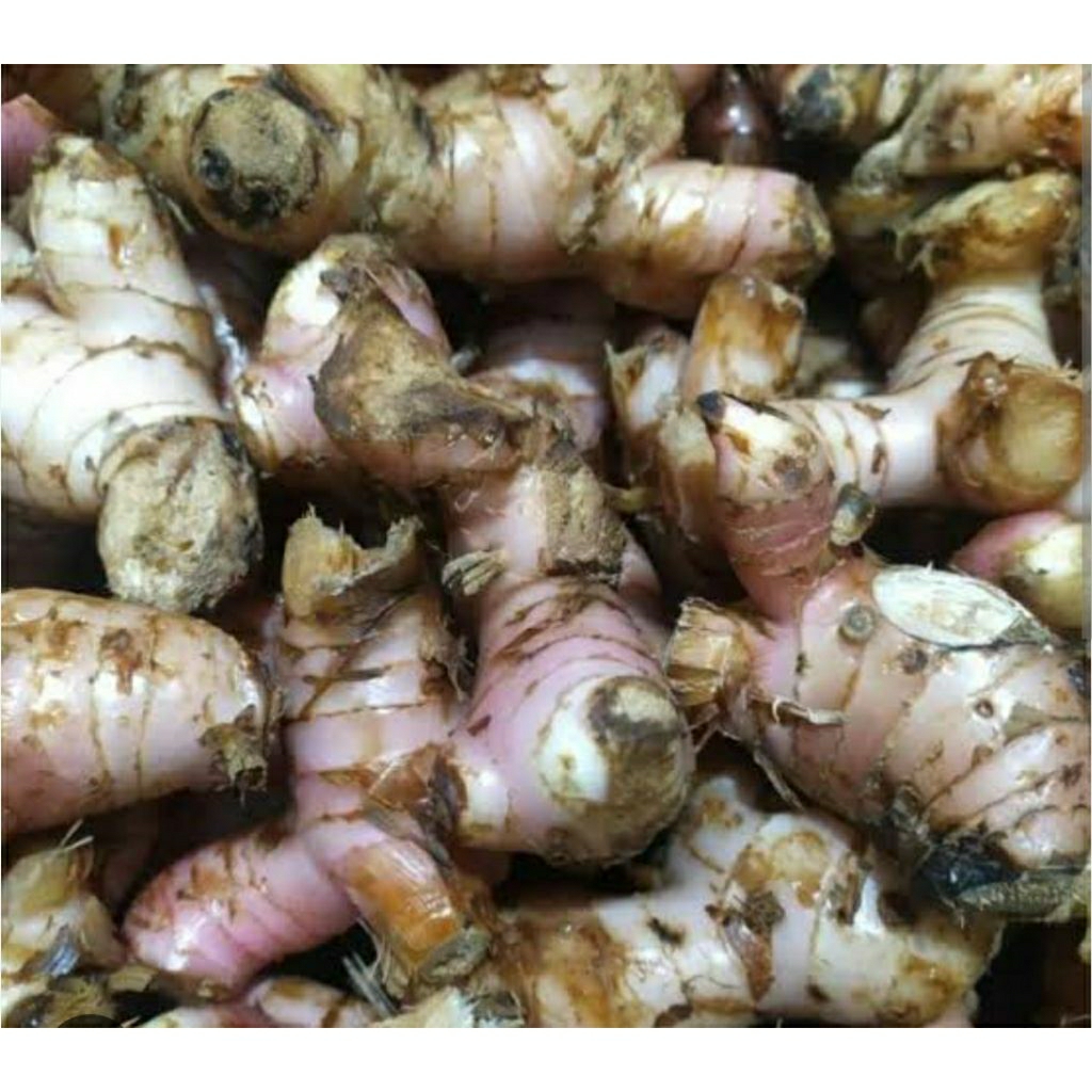 

UMBI LENGKUAS LAJA SUPER 1 KG SUDAH CUCI BERSIH