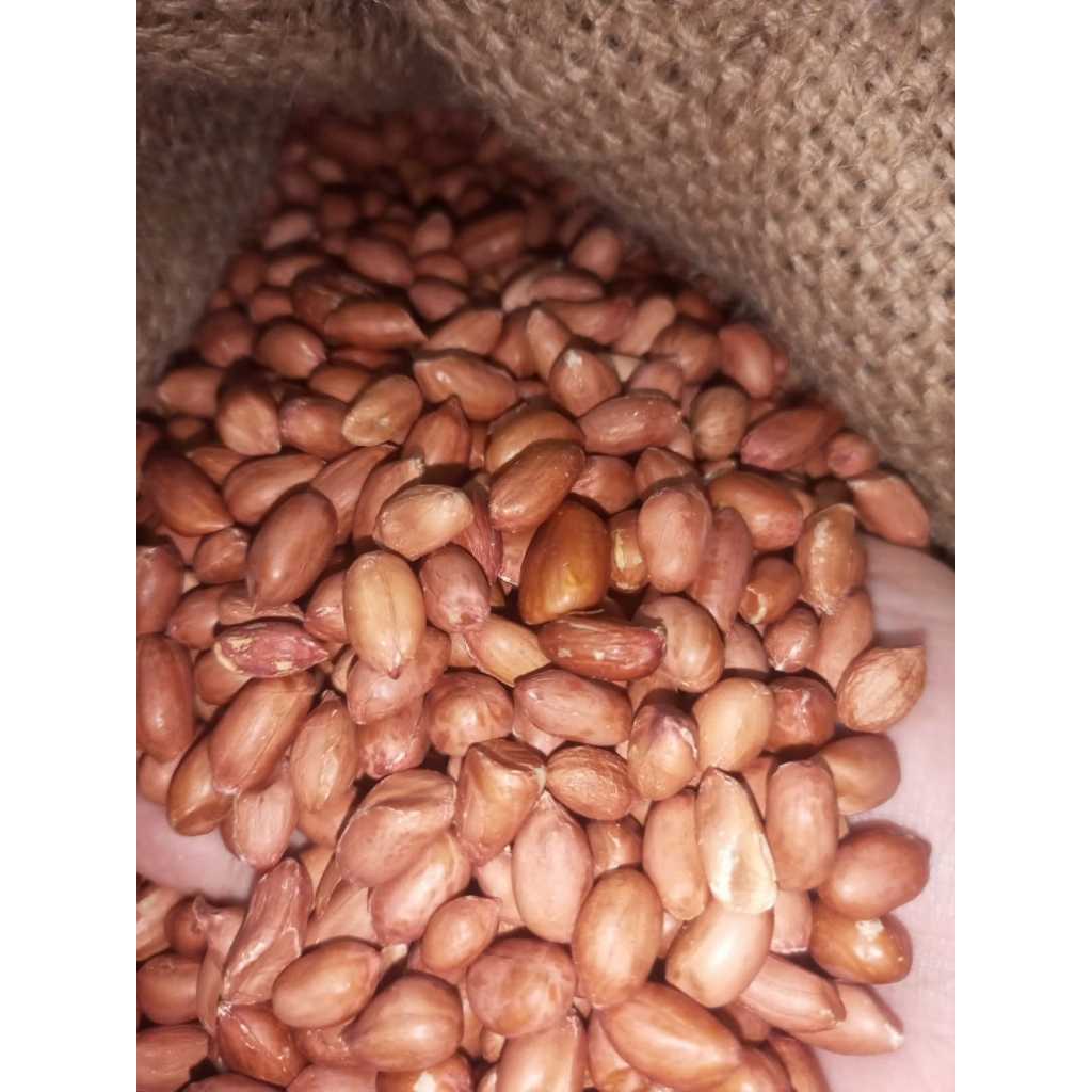 

KACANG TANAH MENTAH 1KG MURAH KUPAS BERSIH GRADE A JUMBO 500 GRAM