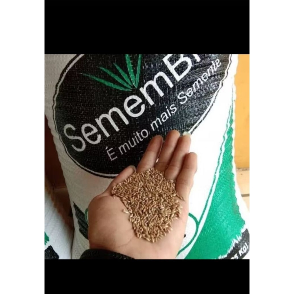 benih rumput pakan ternak // biji rumput pakan ternak semembrass decumben