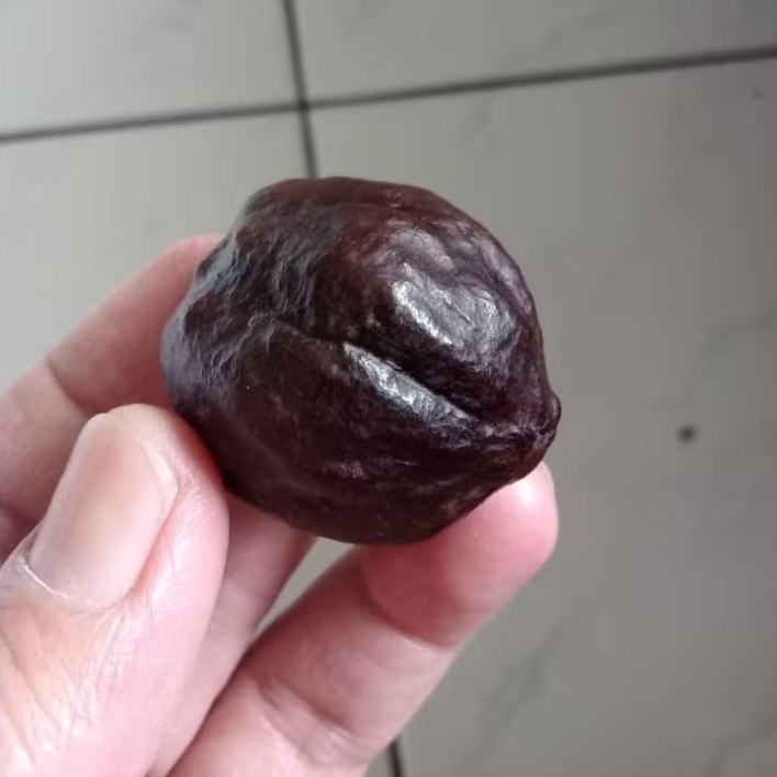 Kemiri Adu Muncang Adu Jalim Bargola Ori Pasangan Mewah