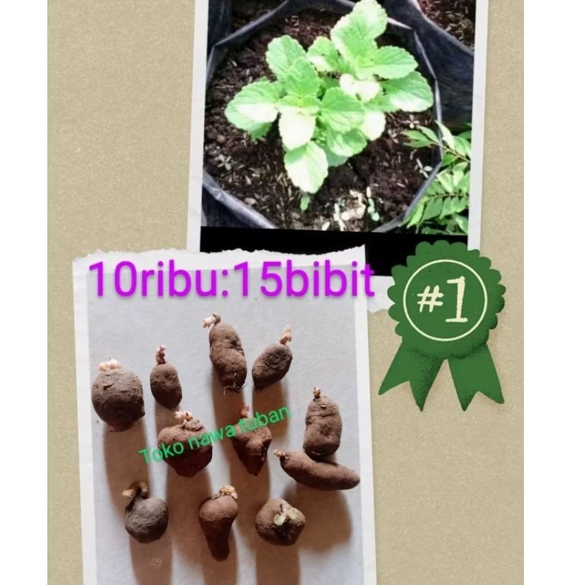 kentang hitam bibit super (UNTUK BIBIT)