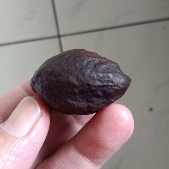 Kemiri Adu Muncang Adu 4G JR Matang