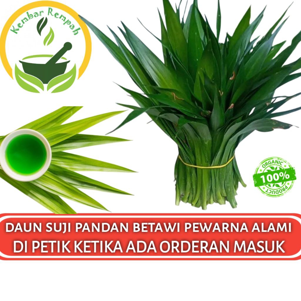 

DAUN SUJI SEGAR 100 LEMBAR Daun Pandan Betawi Segar Organik Pewarna Makanan Alami