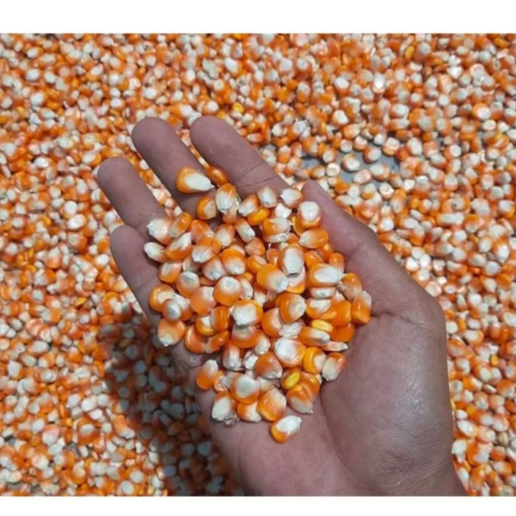 jagung kering jagung pipil jagung hibrida pakan ayam burung  merpati jagung super 1kg