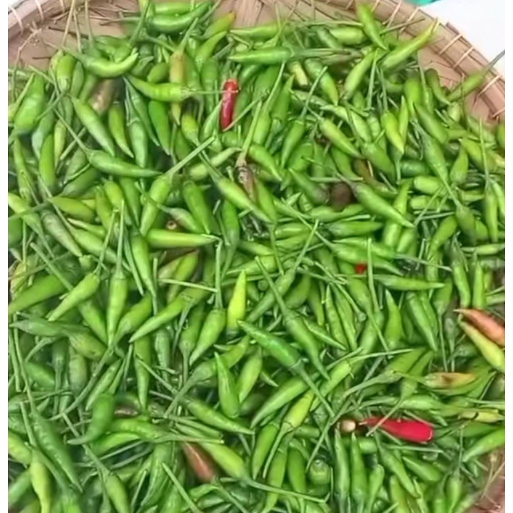 Lombok Rawit Ijo 1 kg Cabe Hijau Pedas Fresh Cabai Lalap