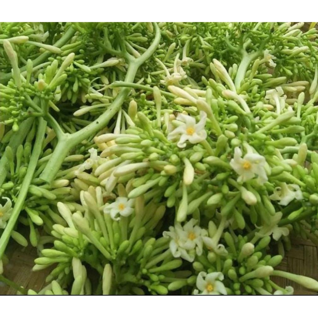 

kembang pepaya 200 gr