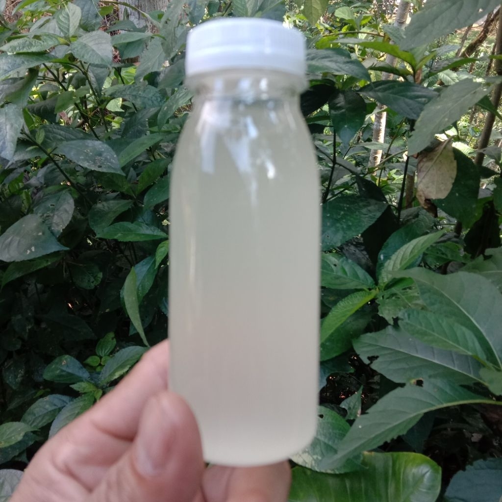 

minyak klentik garansi asli 100ml